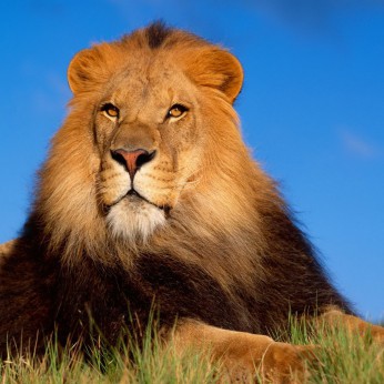 В «Лоро-Парке» к лету появятся африканские львы